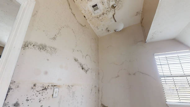 Best Biohazard Mold Removal  in Lithia Springs, GA