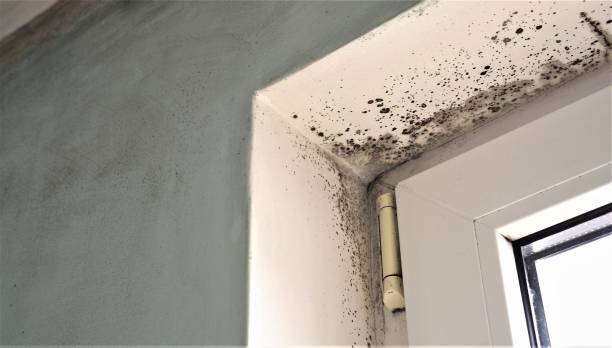 Best Real Estate Mold Inspection  in Lithia Springs, GA