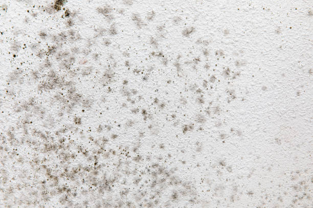 Mold Remediation for Rental Properties in Lithia Springs, GA