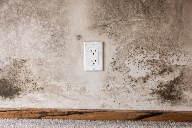 Best Mold Prevention Services  in Lithia Springs, GA